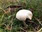 Mezei tölcsérgomba (Clitocybe rivulosa), Somogy